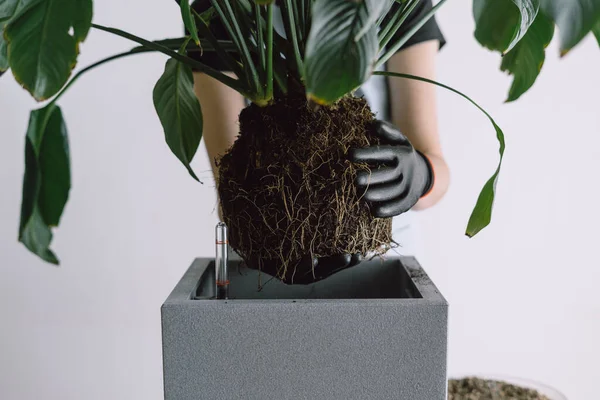 Tiro Cortado Mulher Segurando Planta Por Raízes Com Forma Vaso — Fotografia de Stock