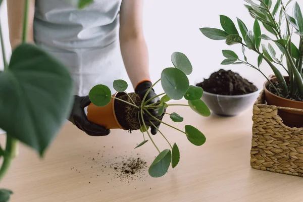 Jardineiro Fêmea Que Toma Planta Pirea Peperomioides Fora Potenciômetro Cerâmico — Fotografia de Stock