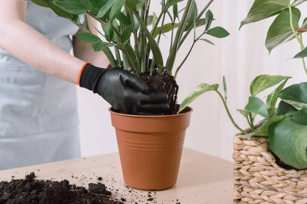 Young Female Gardener Transplanting Zamioculcas Plant New Brown Color Plastic — Stock Photo, Image
