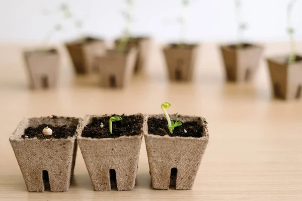 Trois Pots Biodégradables Remplis Terre Sur Une Table Bois Étalés — Photo