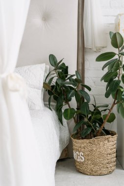 Yatak odasının doğal dekorasyonuna yakın, evde kimse yok. Minimalist minimalist tarzda rahat bir beyaz oda. Hasır sepetin içinde yeşil ev bitkisi olan modern bir daire..