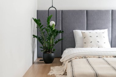 Ev yatak odası yakın çekim, yatağın yanına saksı dikme. Evin içinde doğal dekorasyon odası, modern dairede kimse yok. Minimalist mobilya tasarımında battaniye dekoru.
