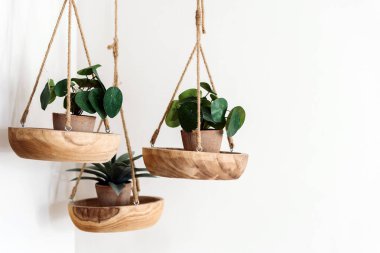 Modern oturma odasında canlı yeşilliği olan şık asma bitkileri, doğanın dokunuşuyla ev dekorunu geliştiriyor. Ahşap kaplar çağdaş tasarımı güzelce tamamlıyor..