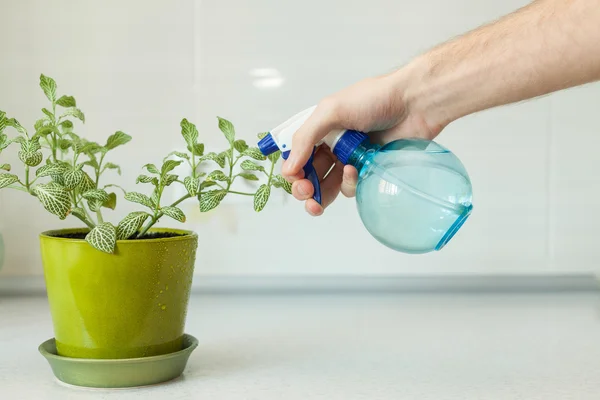 Чоловіча рука обприскує домашню рослину розпилювачем в горщику в домашніх умовах — стокове фото