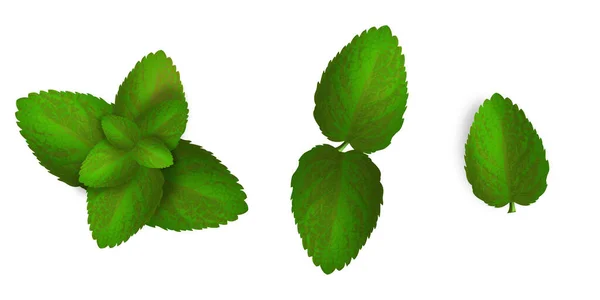 Vector Menthe Verte Feuilles Menthe Poivrée Isolées Sur Fond Blanc — Image vectorielle