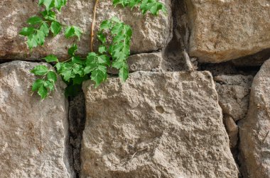 Taş duvar dokusu arka plan - farklı boyutlarda taşlarla gri taş kaplama ve yeşil yapraklı bir dal