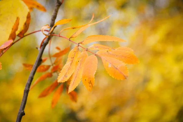 Sonbahar Yaprakları