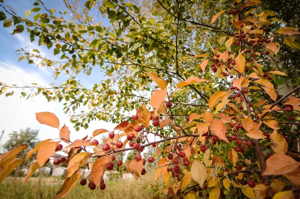 Sonbahar Yaprakları