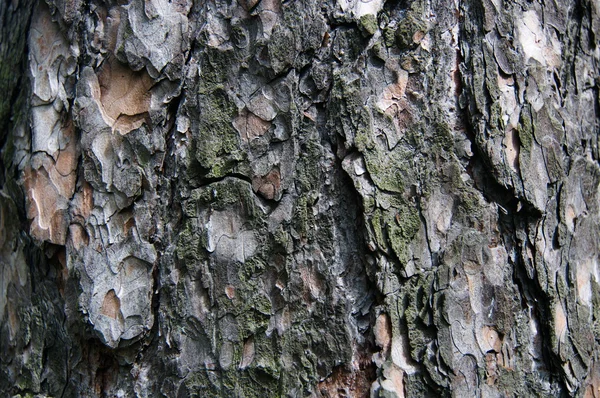 木の樹皮 — ストック写真