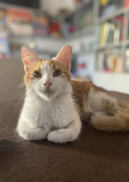 우리귀여운 고양이자라 — 스톡 사진