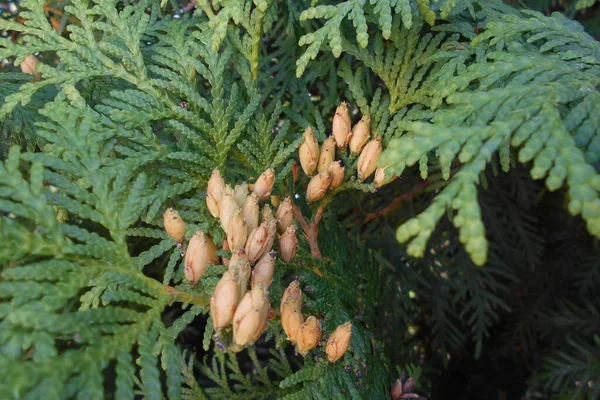 Thuja Από Εσωτερικό Από Κοντά — Φωτογραφία Αρχείου