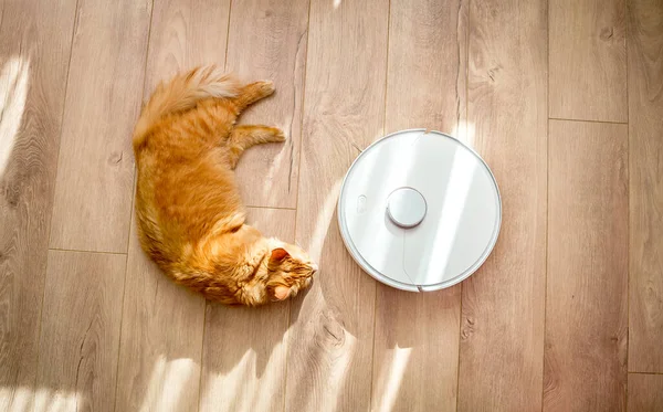 Ginger Kot Śpi Podłodze Podczas Gdy Robot Odkurzacz Cicho Pracuje — Zdjęcie stockowe