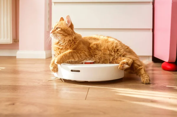 Kedi robot elektrik süpürgesinin üstünde oturuyor. Beyaz elektrikli süpürge yerde sakin bir evcil hayvanla uyuyor. Yerler temiz.