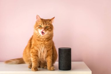 Akıllı ev sesli hoparlör kediyle dinleniyor. Amazon Alexa Echo Dot ile konuşan bir hayvan. Akıllı ev konsepti. modern ev içi kablosuz aygıt