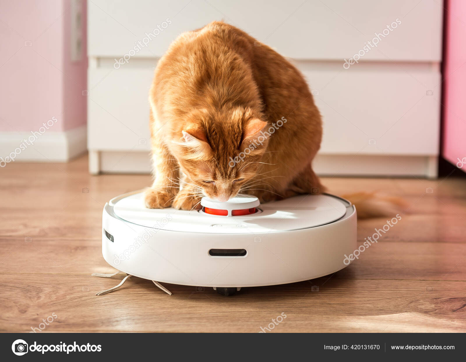 Funny Cat Ginger Pet Control Robot Vacuum Cleaner Smart Stock Photo by ©Sharomka 420131670