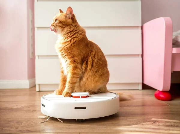 Komik kızıl kedi yukarı bakar, kedi dudaklarını yalarken mutfaktan robot elektrikli süpürgeye biner. Mewing ve geniş bir ağız açmış olmak. Akıllı hayvan.