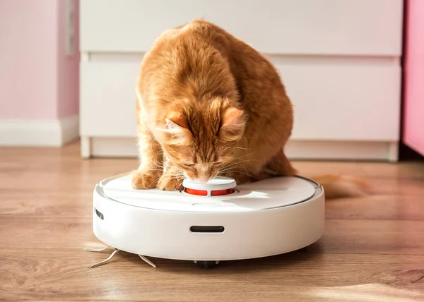 Robot hotsell vacuum cat