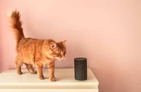 Smart pet cat. home voice activated speaker in lounge with cat. pet talking to Amazon Alexa Echo Dot. Smart home concept. modern household wireless device
