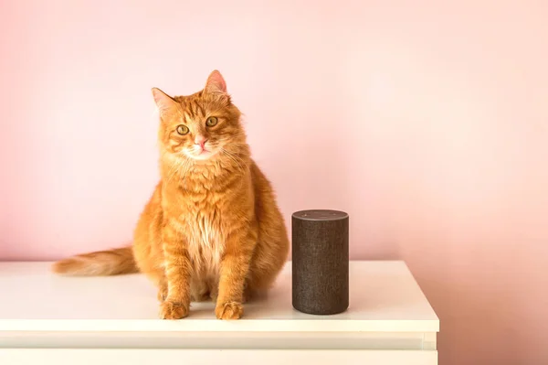 Amazon Echo Smart Home Serviço Voz Alexa Animal Estimação Gato — Stock Photo © Sharomka #420125640
