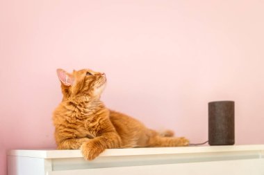 Amazon Echo Akıllı Ev Alexa Ses Servisi. Kedi yavrusu Alexa Echo Dot 'la konuşuyor. Akıllı ev konsepti. modern ev içi kablosuz aygıt