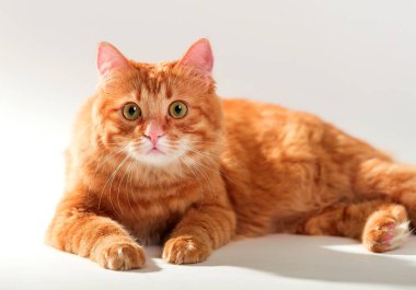 Beyaz arka planda izole edilmiş kahverengi gözlü kedi portresi