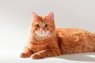 Kızıl kedi. Kırmızı kedi beyaz arka planda izole edilmiş. Tüylü kızıl kedi yavrusu avlanıyor.