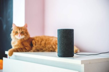 Ses kontrollü akıllı hoparlör. Kızıl kedi. Evde kedi ile hoparlörde ses etkinleştirildi. Echo Dot 'la konuşan bir hayvan. Akıllı ev konsepti. modern ev içi kablosuz aygıt