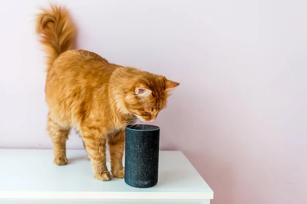 Mądry Kot Głośnik Domowy Aktywowany Głosem Salonie Kotem Zwierzak Rozmawiający — Zdjęcie stockowe
