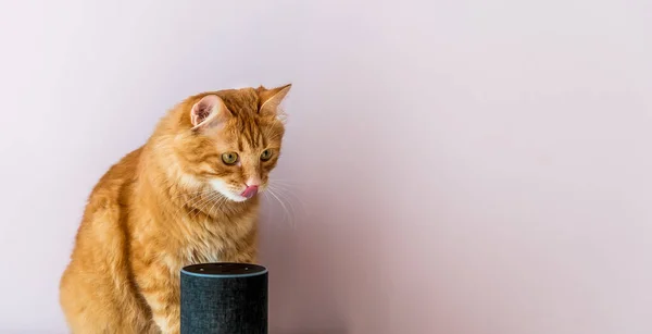 Alto Falante Inteligente Controlado Por Voz Gato Esperto Voz Casa — Fotografia de Stock