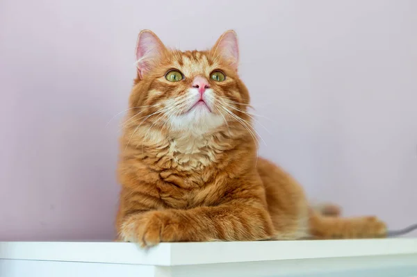 Gember Kat Met Grote Groene Ogen Geïsoleerd Witte Achtergrond Dierlijk — Stockfoto