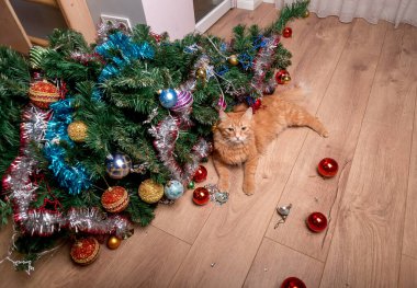 Evcil kedi Noel ağacını yok ediyor. Kırık Noel süsleme balolarında bir kedi masum görünür..