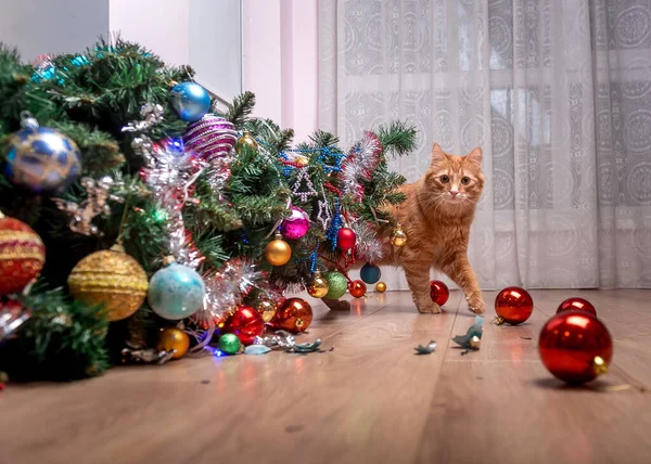 Fault of the pet cat - fallen Christmas tree. Ruins and the end of Christmas. fear of punishment. broken balls on the floor. Ginger cat hide behind the tree