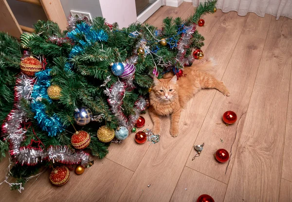 Pet cat destroys Christmas tree. A cat looks innocent at broken christmas decoration balls. — Stock Photo, Image