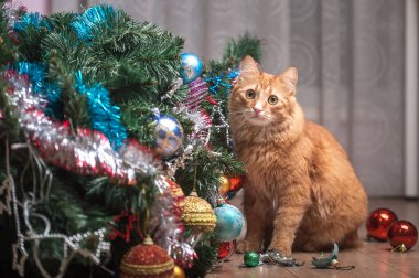 Komik kızıl kedi ve noel ağacı. Mutlu son. Kedi ağaçta oyuncak toplarla oynuyor ve onları kırıyor. Ağaçtan düşmüş. Affedilmek isteyen gözlerle kedi portresi