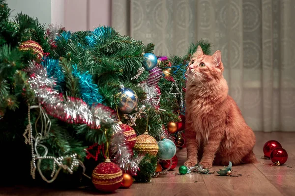 Noel kedisi... Komik kızıl kedi ve noel ağacı. Mutlu son. Kedi ağaçta oyuncak toplarla oynuyor ve onları kırıyor. Ağaçtan düşmüş. Affedilmek isteyen gözlerle kedi portresi — Stok fotoğraf