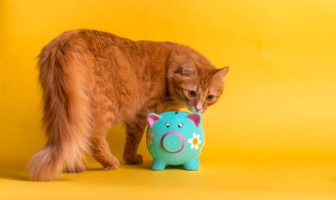 Komik zencefilli kedi ve kumbara sarı arka planda izole edilmiş. Ev hayvanları için aile bütçesi.