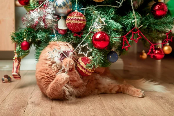 Ginger Kočka Hraje Míčem Vánočním Stromečku Vánoční Kočka Šťastný Nový — Stock fotografie