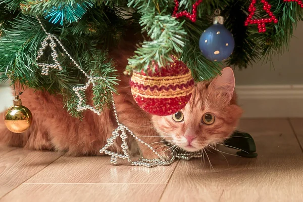 Pet Cat Ukrywa Się Choince Wesołych Świąt Nowego Roku Ginger — Zdjęcie stockowe