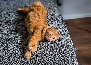 Yatakta yatan sevimli kızıl kedi. Yumuşak hayvan esnemesi. Kabarık tüylü hayvan rahatça uyumaya ya da oynamaya yerleşti. Rahat ev arka planı, sabah yatma zamanı..