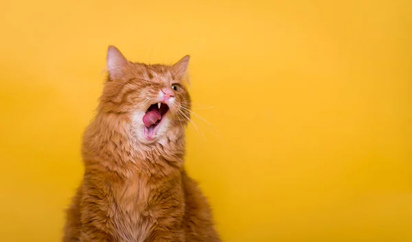 Grappig gember huisdier kat kijkt op, miauwt en hebben wijd open mond. Kat met een gesloten oog en tong buiten. Horizontaal schot, witte achtergrond, close-up. Gek gezicht — Stockfoto