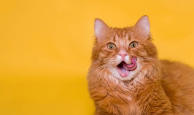 Kızıl kedi kameraya bakarak dudak yalıyor. Evcil kedi, sarı arka planda izole edilmiş pirzolalarını yalıyor. Hayvan işaretleri sever. Kırmızı tüylü hayvan.