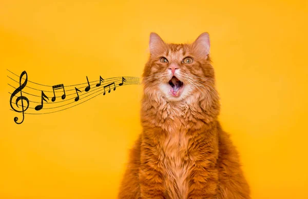Retrato Gato Estimação Gengibre Engraçado Cantando Uma Música Com Notas — Fotografia de Stock