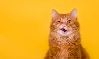 Sarıda izole edilmiş komik kızıl kedi suratı. Mewing ve geniş bir ağız açmış olmak. Kırmızı hayvan portresi. Yatay çekim.