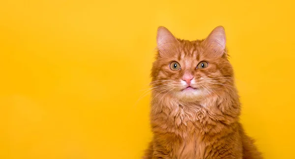Gato Vermelho Isolado Fundo Amarelo Gato Estimação Doméstico Vermelho Com — Fotografia de Stock