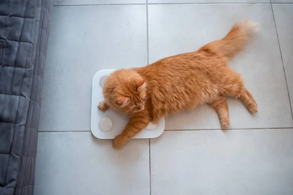 Overgewicht kat ligt op een weegschaal. Fat gember kat liggend op de vloer. Grappig oranje kat wordt gewogen op de weegschaal in de keuken. Gezelschapsdieren leven in een flat — Stockfoto