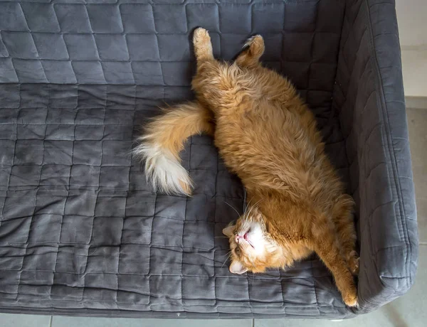 Смешная красная жирная кошка лежит на диване. — стоковое фото