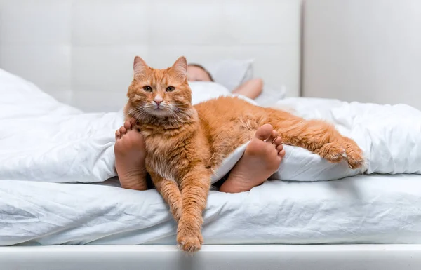 Малыш лежит в постели под белым одеялом с котом, лежащим на ногах дома. Детская нога с рыжей кошкой, спавшей вместе. Пушистый красный питомец. Домашние животные — стоковое фото