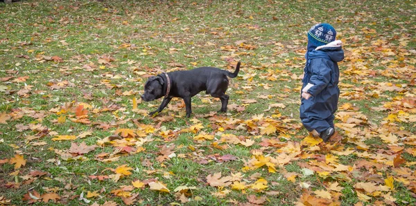 Angielskiego Staffordshire Bull Terrier pies — Zdjęcie stockowe