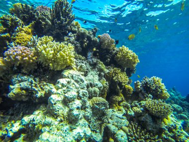 Sualtı peyzaj ve renkli balık