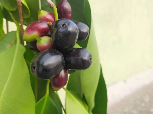 Syzygium Cumini Fruits Flowering Plant Myrtaceae Family Its Other Namesmalabar — Stock Photo, Image